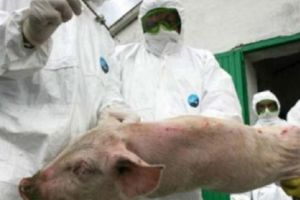 Cadavre de porci cu pestă, îngropate fără măsuri de protecţie!