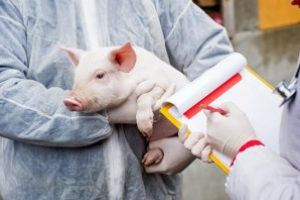Despăgubiri pentru exploataţiile covăsnene afectate de pesta porcină