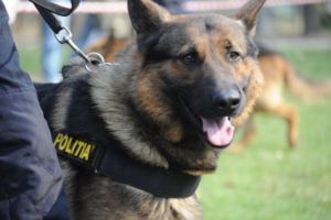 VIDEO Câinii poliţişti, scoşi la patrulat pe străzile Braşovului