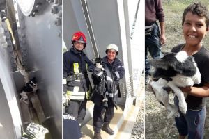FOTO. Intervenţie specială a pompierilor din Alba Iulia pentru salvarea unui câine blocat în schela podului de peste Mureş.