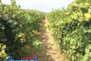 Ion Ștefan: Bachus-ul lui Oprişan ”mama mea sunt eu” de 300.000 euro vs Bachus-ul podgorenilor de 80 bani/kg de struguri (Foto)