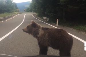 Autoturism răsturnat din cauza unui urs, între Joseni şi Lăzarea