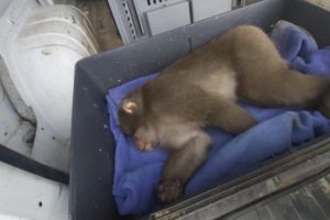 Maimuţa care a pus pe jar autorităţile din Capitală a fost prinsă. Operaţiunea a durat ore întregi