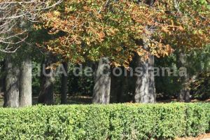Primaria Constanta cumpara servicii pentru intretinerea arborilor din municipiu