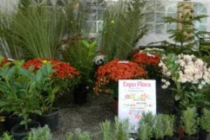 Expo – Flora: SPAU promite standuri surpriza. Baimarenii sunt invitati la deschiderea oficiala, care va fi in 27 septembrie, ora 11.00. Vezi aici, la ce ora e programata parada