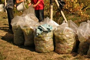 Doi tineri din Blaj, cercetaţi pentru furt. Au fost surprinşi cu 250 de kg de struguri sustrase de la o fermă viticolă
