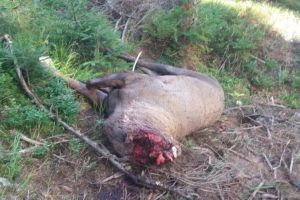 Un cerb de câteva sute de kilograme, decapitat de braconieri pentru trofeu