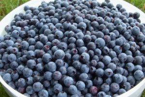 Amenzi de 2.000 de lei pentru trei sibieni care au furat afine din pădure