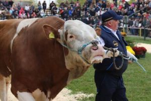 10% din genetica mondială, prezentată la Parada Taurilor Semtest BVN