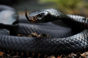 Incredibil ce avea un bărbat în bagaj – Șerpi veninoşi, vipere şi şopârle