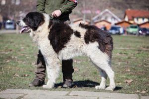 Mures: Ciobanescul Romanesc de Bucovina participa, in premiera, la ‘Dracula Dog Show’ ca rasa omologata international