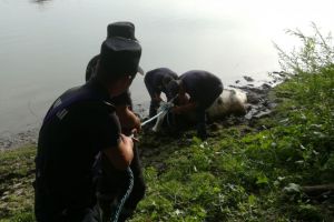 Bovine, salvate din namol de catre pompierii tulceni