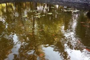 Mesaj pentru vizitatorii lacului din Parcul Municipal Baia Mare: “Nu hraniti pestii”