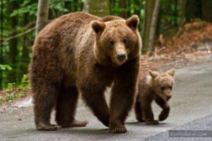 Prefectul spune că efectivul de urşi în judeţ este de 4-5 ori mai mare decât ar fi normal