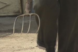 Un bărbat din Botoşani şi-a bătut fratele cu furca până l-a trimis la spital. Agresorul şi-a primit pedeapsa