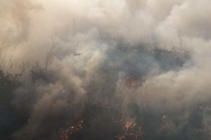 FOTO! Incendiu puternic de vegetaţie într-o localitate din judeţul Botoşani. 20 de pompieri intervin la faţa locului