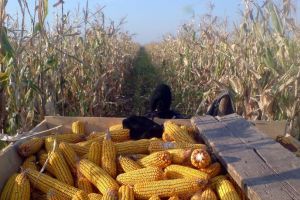 Viaţa satului – Căruţaşi prinşi la furat de lucernă şi porumb în Valea Viilor