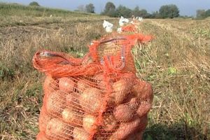 Cartofi furaţi de pe un teren al Composesoratului Cozmeni, găsiţi acasă la un localnic