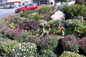 5000 de buchete de crizanteme vor înfrumuseţa străzile Sucevei în această toamnă