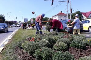 5.000 de buchete de crizanteme vor înfrumuseţa străzile Sucevei în această toamnă