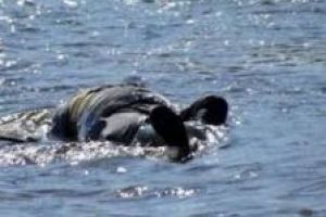 Tragedie în sărbătoarea Sfintei Cruci! Un bărbat a murit înecat într-un râu