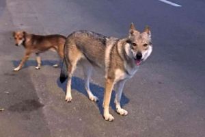 FOTO. Panică în Satu Mare. Un lup cehoslovac a ucis un câine şi a atacat alţi câini
