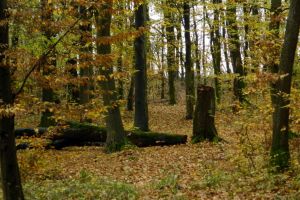 Sesiunea de depunere a cererilor de sprijin pentru prima impadurire si crearea de suprafete impadurite incepe pe 16 septembrie
