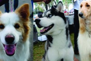 FOTO: Cei mai frumoşi câini, prezenţi la „Dracula Dog Show” 2019