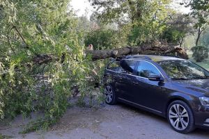 TÂRGOVIȘTE: Arbore căzut peste o maşină în Parcul Chindia