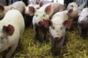 Alertă în comuna Gârnic! Inconştienţă şi indiferenţă din partea autorităţilor faţă de pericolul pestei porcine