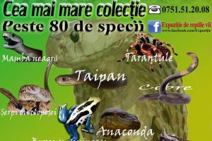 Expoziţie inedită şi spectaculoasă la Muzeul Bistriţa: Reptile vii!
