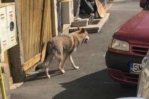 FOTO. ALERTĂ! Lupul cehoslovac, din nou liber în Satu Mare. Apelul Freelife