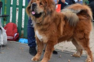 Cel mai frumos Mastiff Tibetan din lume trăieşte la Târgu-Mureş!