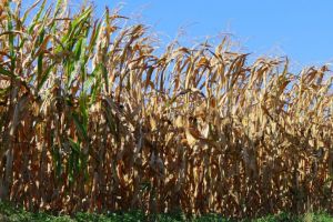 Porumb sustras noaptea de pe un teren agricol din comuna Mugeni