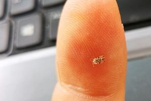 „Smart city”, ce să mai! Vine frigul, iar primăria gazează insectele
