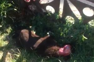 MORENI: Un alt câine jupuit de viu, găsit în Schela Mare