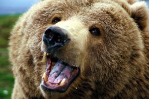 ALERTA: Turist polonez atacat de urs, in Maramures. S-a adapostit intr-o baraca