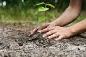  A fost lansată a 4-a sesiune de depunere a cererilor de sprijin pentru Schema „Sprijin pentru prima împădurire şi crearea de suprafeţe împădurite”