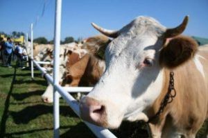 Expoziţie de animale, la Covasna