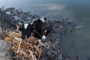 Animal blocat in namol. Pompierii ISU Tulcea au fost solicitati sa intervina