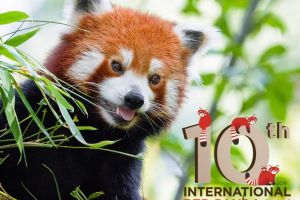 Ziua Internaţională Panda Roşu, sărbătorită la Zoo Braşov