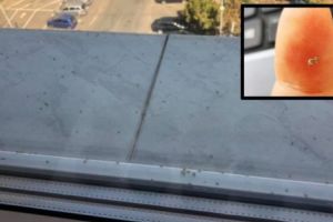 Oficial, ATÂT AU PUTUT! Stropirile împotriva Tigrului Platanului trebuiau făcute de luna trecută