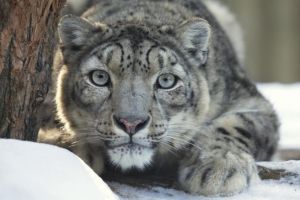 Un leopard rar si-a facut selfie-uri cu o camera lasata in munti. Cum a reusit