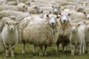 Focar de scrapie în judeţul Satu Mare. Sute de oi vor fi sacrificate!