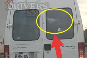 FOTO. Cal transportat cu o dubiţă Citroen Jumper, la Satu Mare