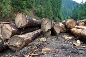 Angajat al Romsilva agresat pe raza Ocolului Silvic Borca în judeţul Neamţ