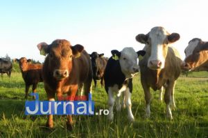 10 vaci au fost furate la Tătăranu în doar câteva zile
