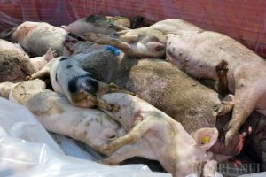 DSVSA Bihor: Trei focare noi de pestă porcină, în Telechiu, Sacalasăul Nou şi Tarcea