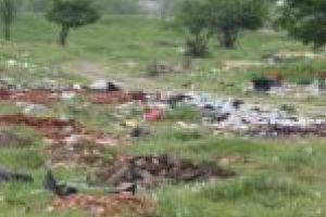 Bălăriile costă! Primăria Lugoj riscă o nouă amendă de până la 50.000 de lei