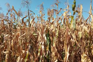 Bulgaria, Grecia, Polonia si Romania au cea mai ridicata pondere a populatiei ocupate in agricultura